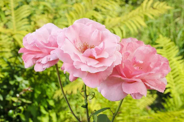 Roze rozen in de weelderige zomertuin — Stockfoto