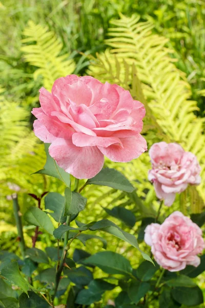 Rosarote Rosen im üppigen Sommergarten — Stockfoto