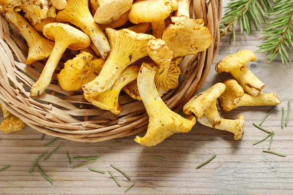 Cantharellus cibarius, широко известный как chanterelle , — стоковое фото