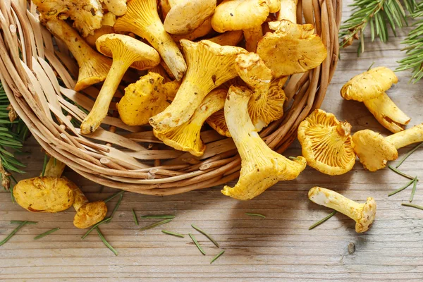 일반적으로 살구 버섯으로 알려진 cantharellus cibarius, — 스톡 사진