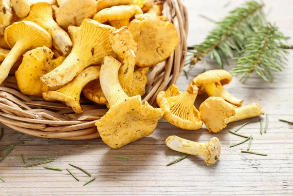 Cantharellus cibarius, běžně známá jako praváci, — Stock fotografie