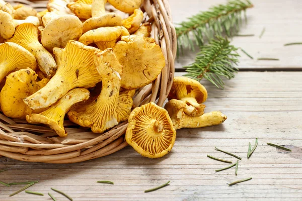 Cantharellus cibarius, umumnya dikenal sebagai chanterelle , — Stok Foto