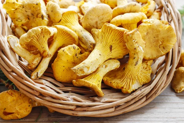 Cantharellus cibarius, широко известный как chanterelle , — стоковое фото