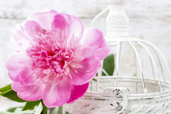 Panier de jolies pivoines roses, fond rustique blanc — Photo