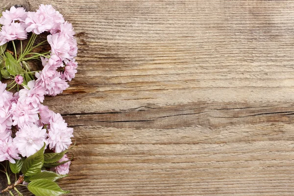 Beautiful flowering almond (prunus triloba) on wooden background — Stock Photo, Image