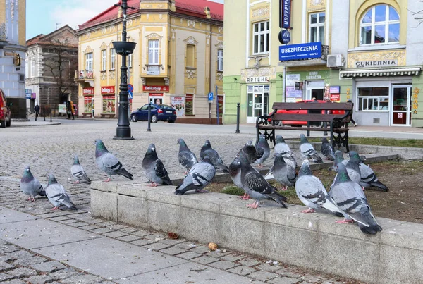 Una Bandada Palomas Sentadas Plaza Del Mercado Brzesko Polonia — Foto de Stock