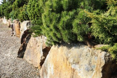 Kozalaklı çalıları olan lüks bir kaya bahçesi. Bahçe hobisi