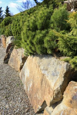 Kozalaklı çalıları olan lüks bir kaya bahçesi. Bahçe hobisi