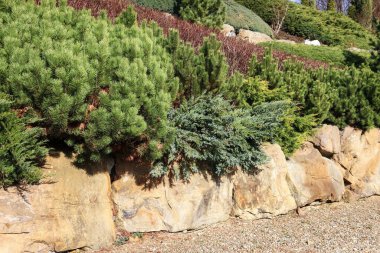 Kozalaklı çalıları olan lüks bir kaya bahçesi. Bahçe hobisi