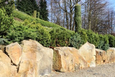 Kozalaklı çalıları olan lüks bir kaya bahçesi. Bahçe hobisi