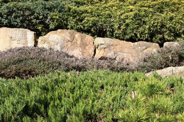 Luxurious Rock Garden Coniferous Shrubs Garden Hobby — Stok fotoğraf