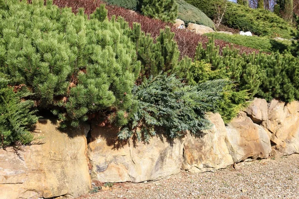 Kozalaklı çalıları olan lüks bir kaya bahçesi. Bahçe hobisi