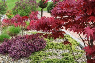 Japon akçaağacı (Acer palmatum) bahçede. Bahar geldi.