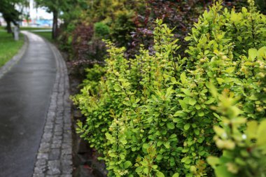 Halk parkındaki yeşil çalılar. Bahar geldi.