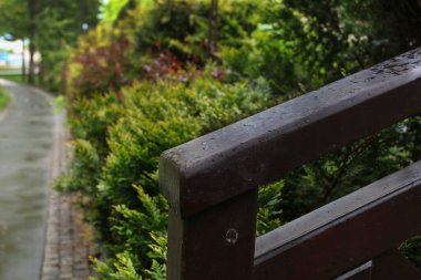 Halk parkındaki yeşil çalılar. Bahar geldi.