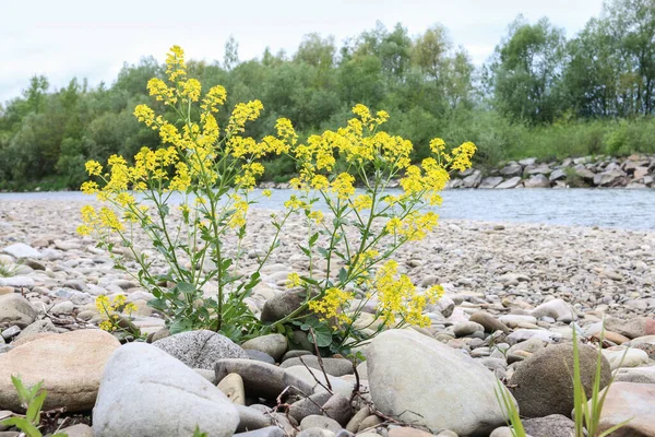 Żółte Kwiaty Rosnące Plaży Nad Górską Rzeką Wiosna — Zdjęcie stockowe