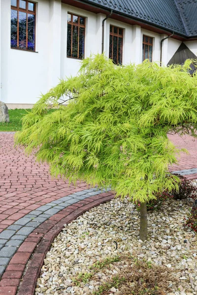 Japanese Maple Acer Palmatum Garden Spring Time — стокове фото