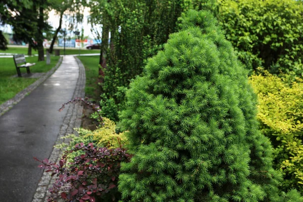Зелені Чагарники Громадському Парку Весняний Час — стокове фото