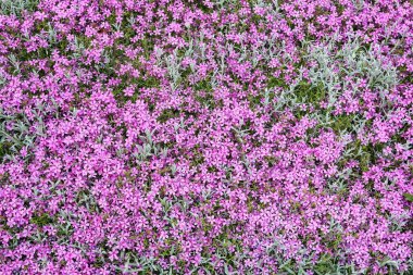 Bahçede pembe feniks çiçekleri. Bahar geldi.