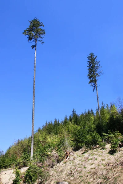 Single Trees Survived Hurricane Disaster Time — Stock Photo, Image