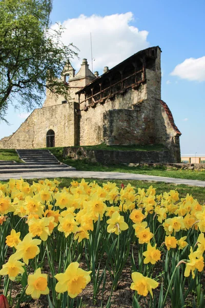 Field Daffodils Front Medieval Castle Nowy Sacz Poland — Stok fotoğraf