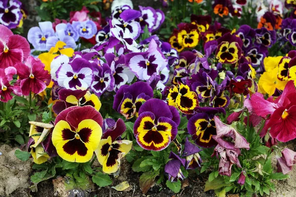 Krásné Pansyho Květy Zahradě Jarní Čas — Stock fotografie