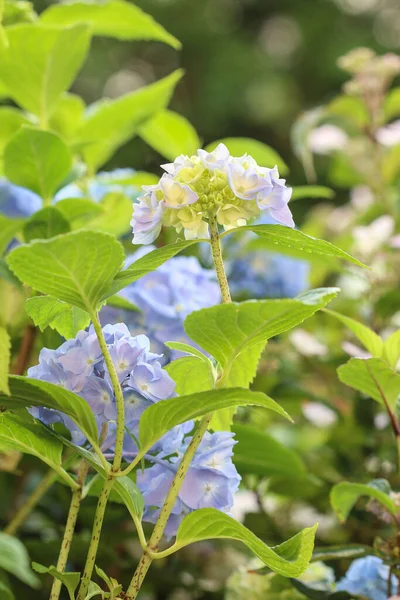 Blue Hortensia Hydrangea Garden Summer Time — 스톡 사진