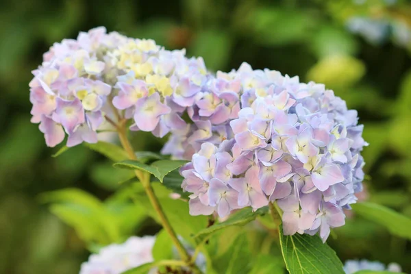 Blue Hortensia Hydrangea Garden Summer Time — Stockfoto