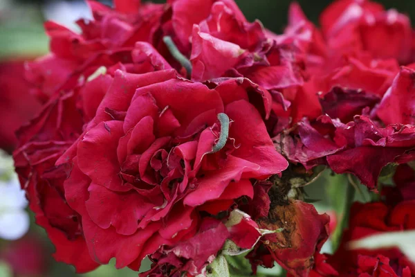 Caterpillars Attacked Ornamental Species Garden Rose Summer Time — Fotografia de Stock