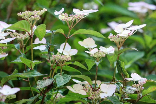 Beautiful Pink Hortensia Flowers Garden Summer Time — 스톡 사진