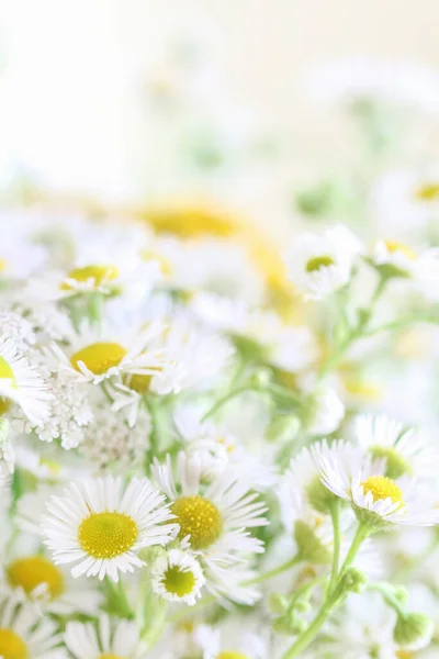 Bukiet Dzikich Kwiatów Rumianku Czas Letni — Zdjęcie stockowe
