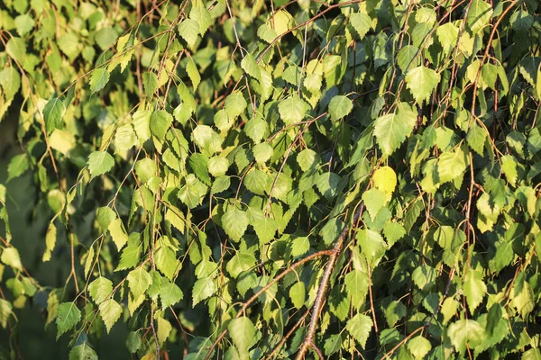 Uma Moita Ramos Bétula Jardim Fundo Papel Parede Recursos Gráficos — Fotografia de Stock