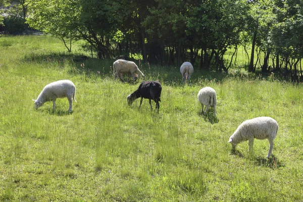Sheep Pasture Meadow Village Place — Zdjęcie stockowe