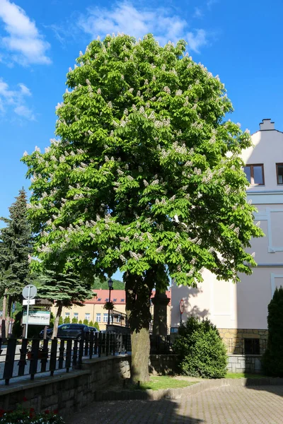 Big Old Chestnut Tree Old Town Tymbark Poland — Stockfoto