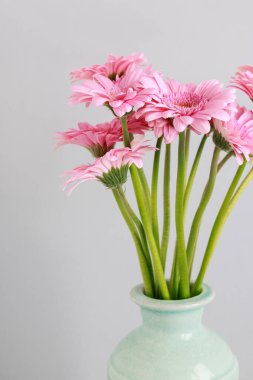 Pembe gerbera çiçekleri mavi seramik vazo, beyaz arka plan, kopya alanı.
