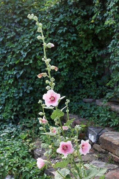 Alcea Flower Commonly Known Hollyhocks Mallow Summer Time — Stock Photo, Image