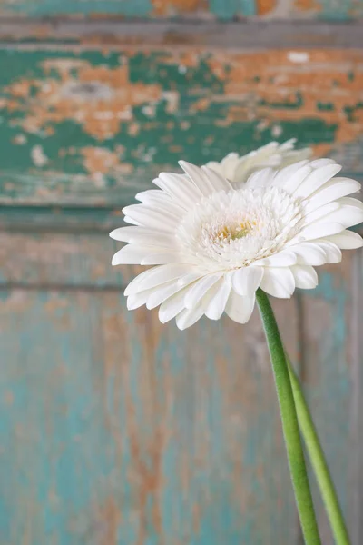 Μονόχρωμο Λευκό Λουλούδι Gerbera Πράσινο Ξύλινο Φόντο Αρχική Διακόσμηση — Φωτογραφία Αρχείου