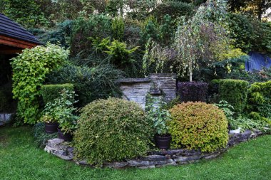 Bahçedeki çalılar ve diğer bitkiler. Sonbahar zamanı