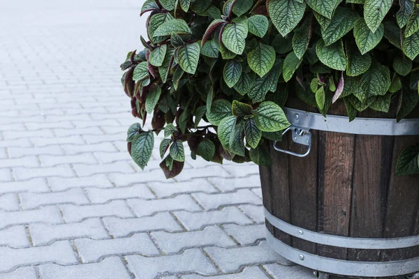 Peperomia Pianta Radiatore Grande Vaso Fiori Legno Hobby Del Giardino — Foto Stock