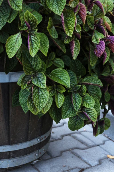 Peperomia Radiator Plant Big Wooden Flower Pot Garden Hobby — Stock Photo, Image