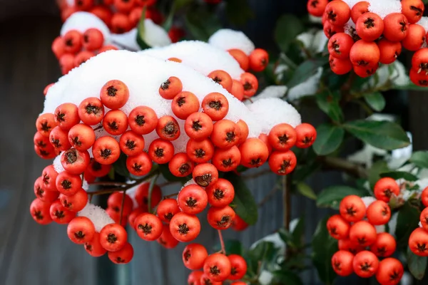 Kar Altında Kırmızı Meyveler Dağ Muşmulası Horizontalis Seçici Odak — Stok fotoğraf