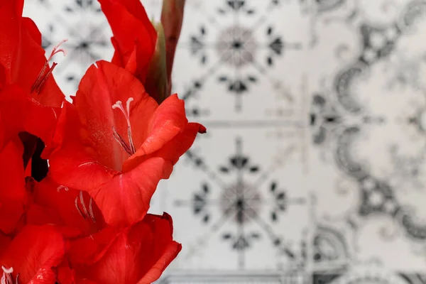 Rote Gladiolen Blühen Einem Großen Strauß Herbstliches Party Dekor — Stockfoto