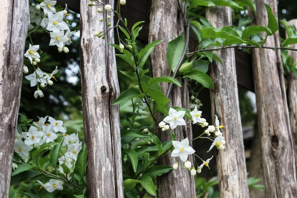 Jasmijnbloemen Groeien Bij Het Hek Het Platteland Zomer Bloemen — Stockfoto