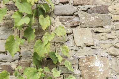 Taş zemin üzerinde Vitis (üzümler). Grafiksel kaynaklar