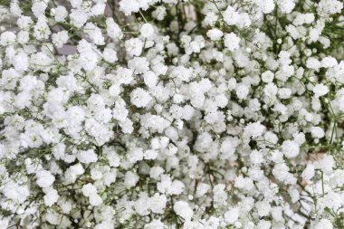 Minik beyaz çiçekli arka plan, bulanık, seçici odak noktası. Grafiksel kaynaklar