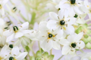 Bahar arka plan ile Arap yıldız çiçek (tükürük otu arabicum). Grafik kaynakları