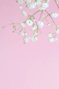 Minik beyaz çiçekli arka plan, bulanık, seçici odak noktası. Grafiksel kaynaklar