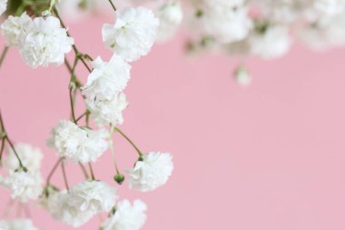 Minik beyaz çiçekli arka plan, bulanık, seçici odak noktası. Grafiksel kaynaklar