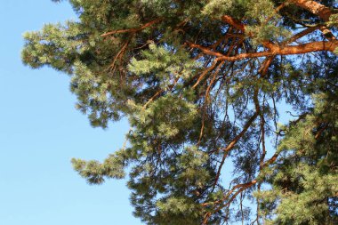 Çam dalları. Parktaki büyük, yaşlı ağaç. Vahşi doğa.