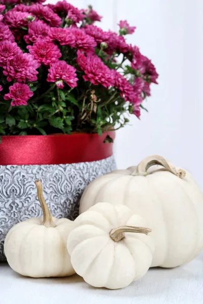 White baby boo pumpkins and purple chrysanthemum flowers. Traditional autumn home decoration.